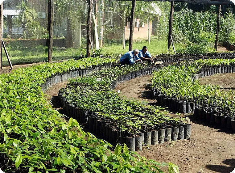 Imagem de dois homens no plantio, fazendo a diferença com comprometimento e entusiasmo. 